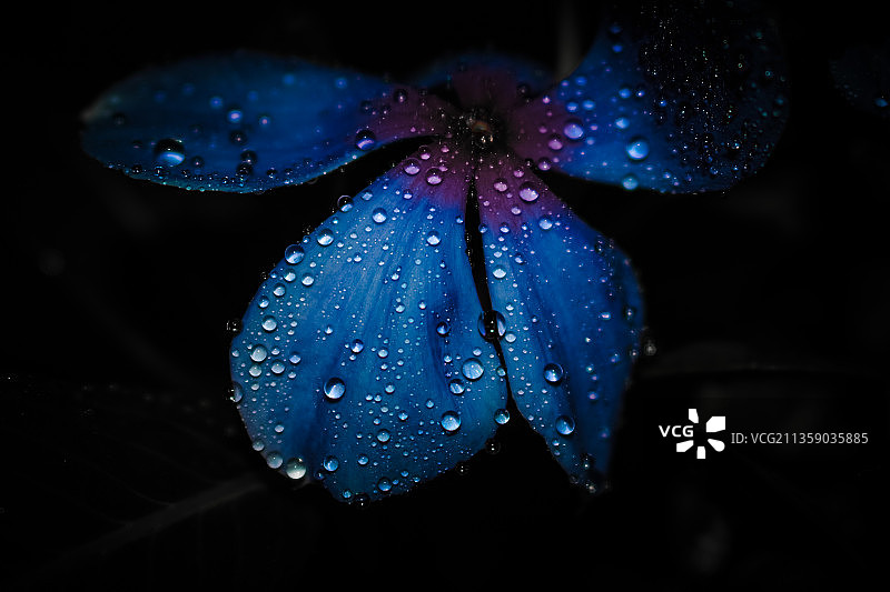 黑色背景下的湿紫花特写图片素材