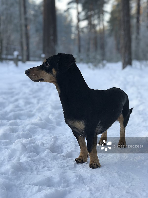 拉脱维亚，腊肠犬站在白雪覆盖的田野上的侧视图图片素材
