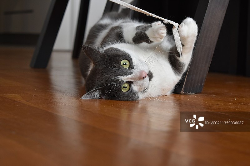 葡萄牙硬木地板上的猫咪肖像图片素材