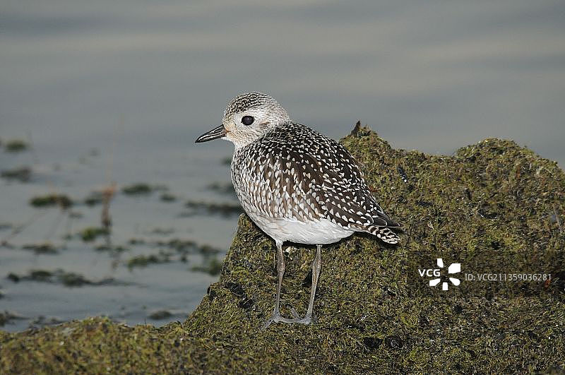 鸻鸟栖息在海滩岩石上的特写，美国蒙特罗斯角鸟类保护区图片素材