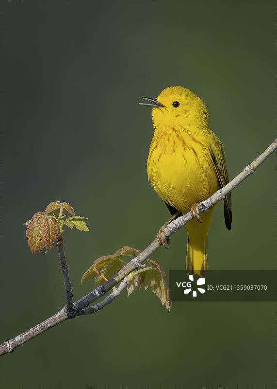 栖息在树枝上的鸣莺特写，美国科罗拉多州利特尔顿图片素材