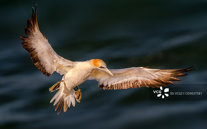 塘鹅飞越海洋的特写，奥克兰，新西兰图片素材