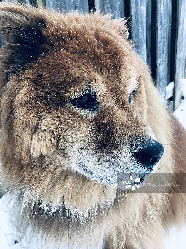熊回头望的特写图片素材