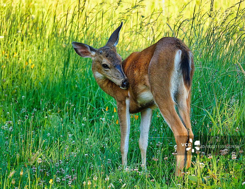 站在华盛顿州里奇菲尔德田野上的白人全身照，美国图片素材