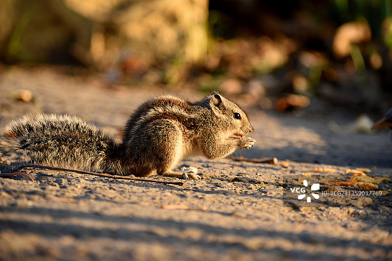 印度豪兹卡斯地松鼠特写图片素材