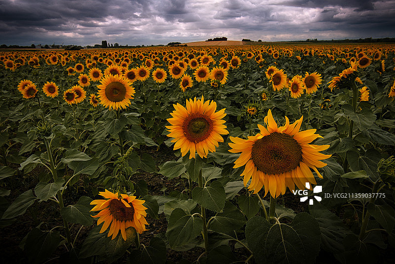 法国卢瓦尔河谷多云天空下的向日葵田风光图片素材
