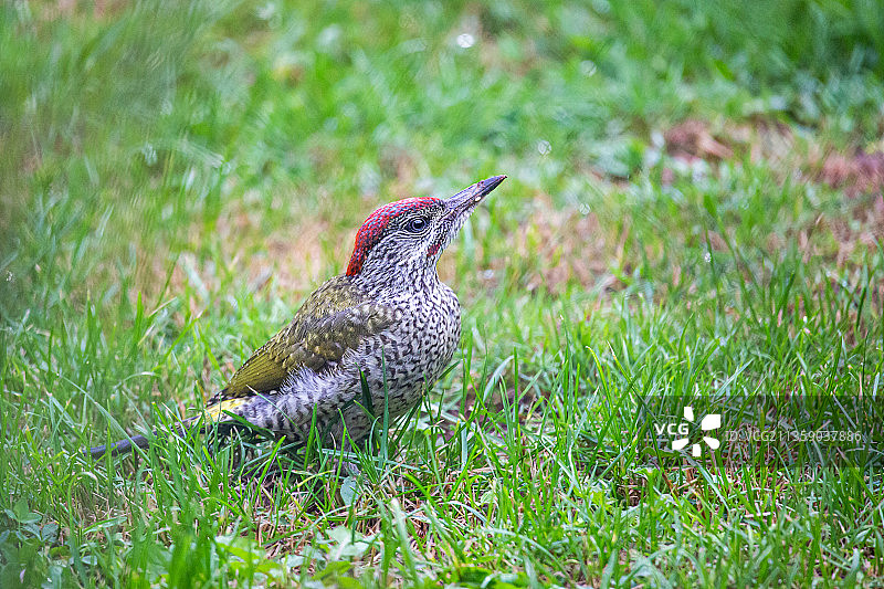 啄木鸟栖息在草地上的特写，法国图片素材