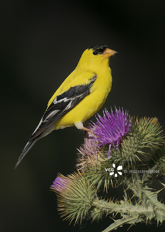 金色雀鸟栖息在紫色花朵上，科罗拉多州利特尔顿图片素材