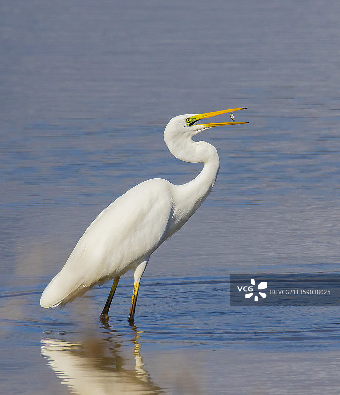 大白鹭在湖中的侧面照片，法国莱斯萨林斯图片素材
