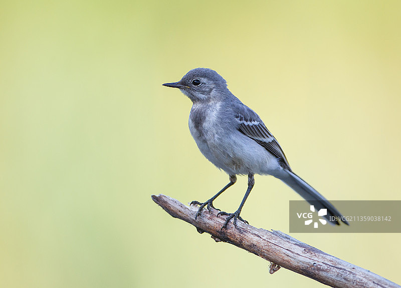 嘲鸫栖息于树枝的特写图片素材
