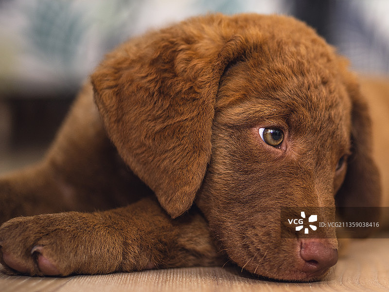 小狗在地板上放松的特写图片素材