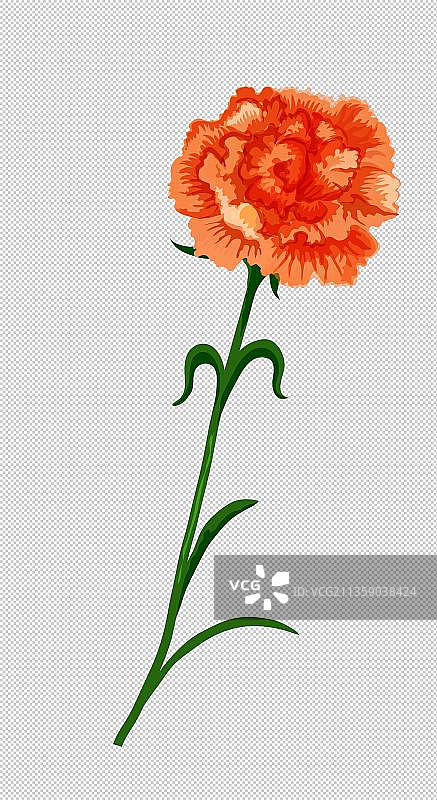 手绘康乃馨图片素材