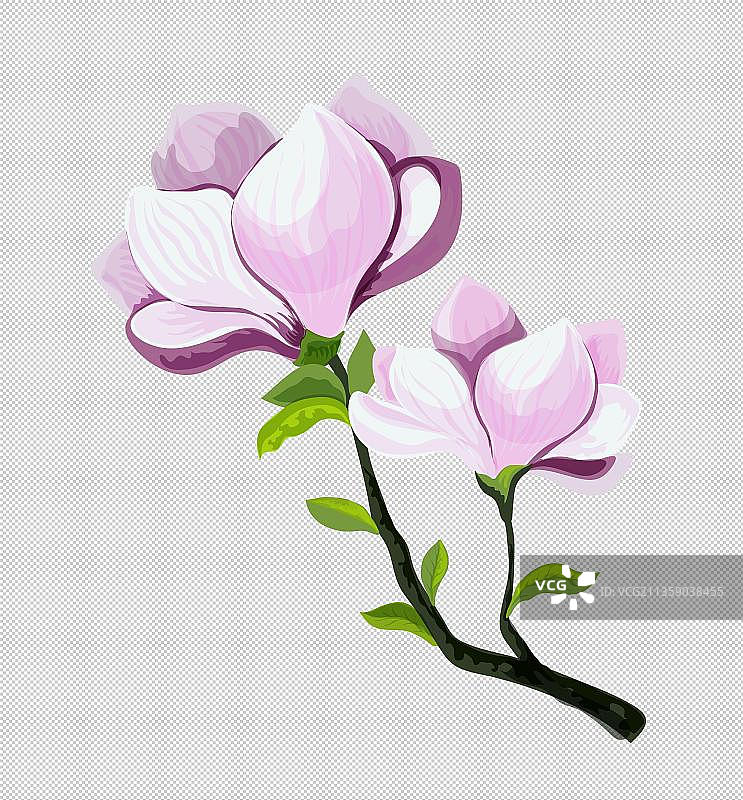 手绘紫玉兰图片素材