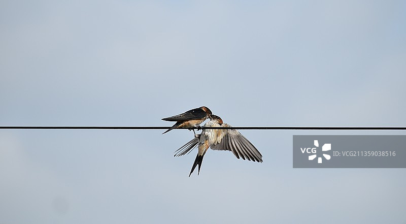 印度马哈拉施特拉邦浦那鸣禽栖息于电缆仰视美景图片素材
