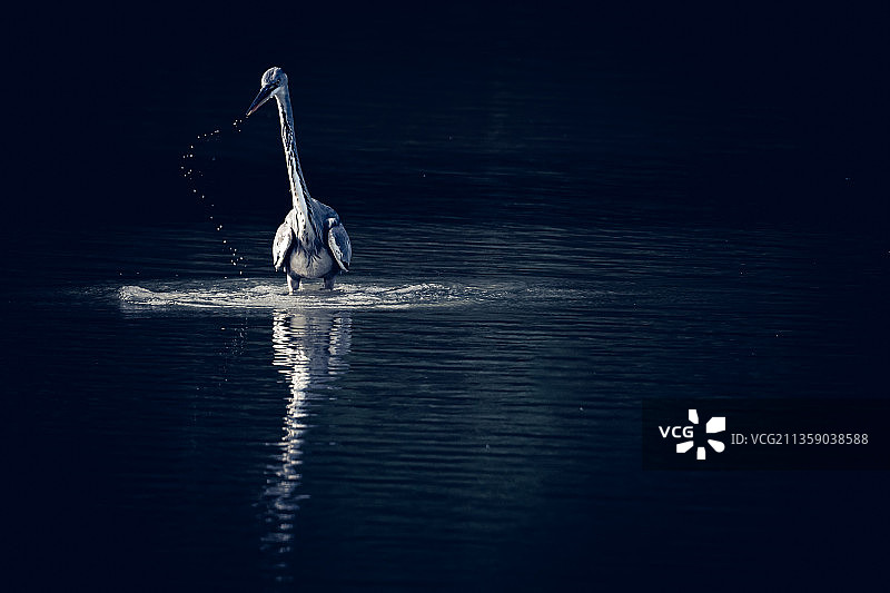 俯视：湖中游泳的鹈鹕图片素材