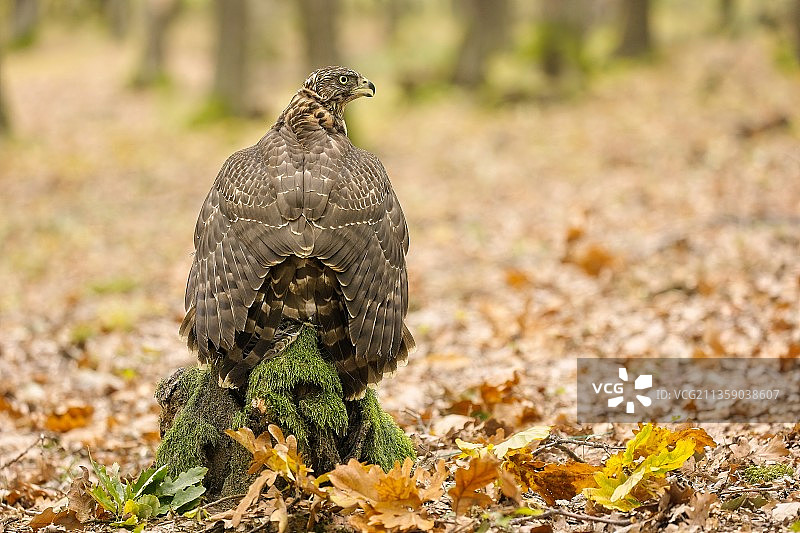 松鸡栖息在田野上的特写，斯洛伐克图片素材