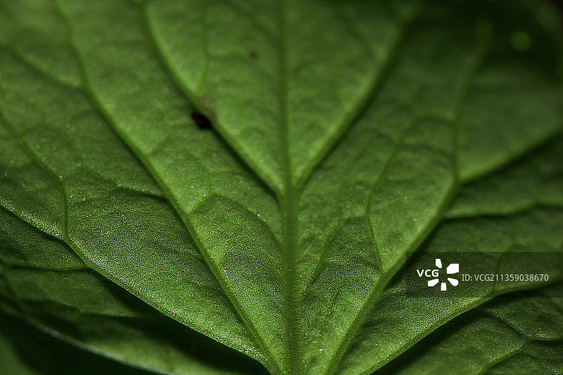 叶子特写镜头图片素材