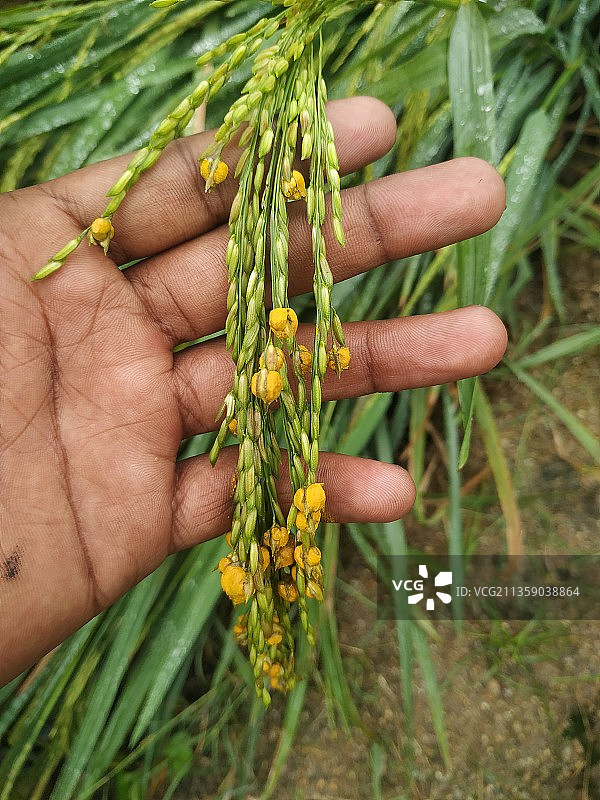 男子在印度特伦甘纳邦瓦朗加尔触摸农作物的局部照片图片素材