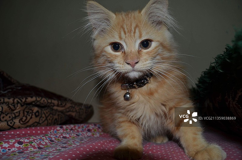 家中床上坐着的猫的特写图片素材