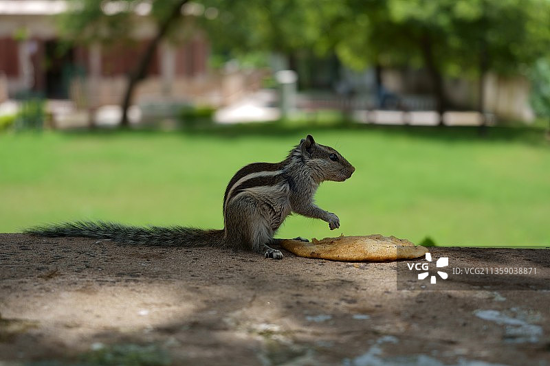 印度拉贾斯坦邦斋浦尔，田野里吃东西的飞鼠特写图片素材