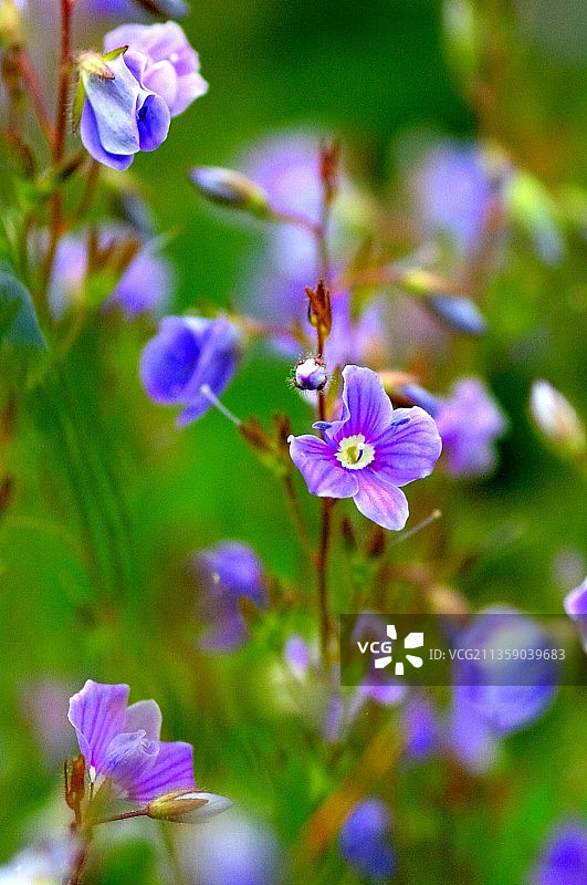 芬兰紫色植物特写图片素材