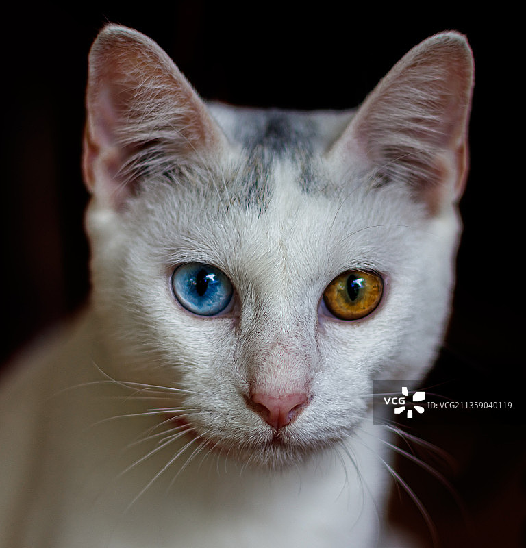 黑色背景下的猫特写肖像图片素材