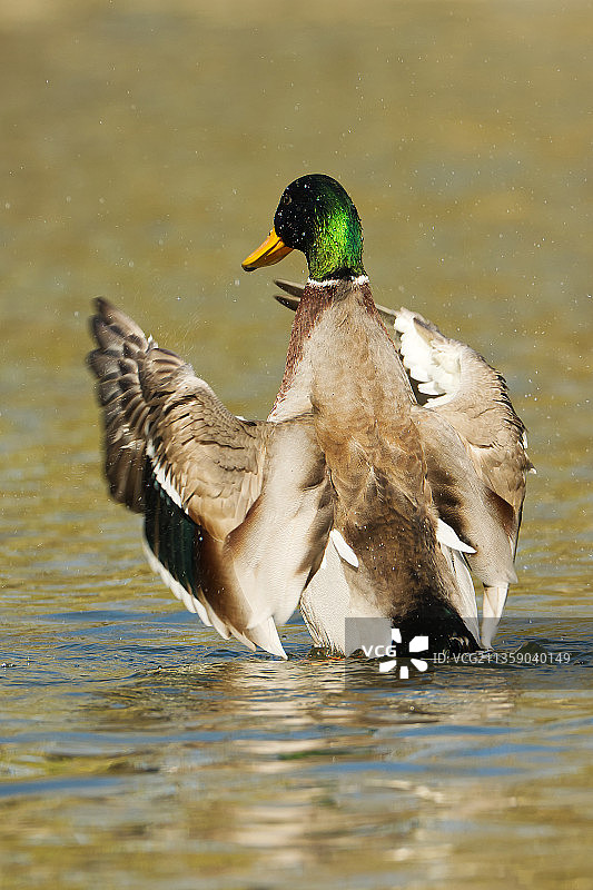 野鸭在湖中游泳的特写镜头图片素材