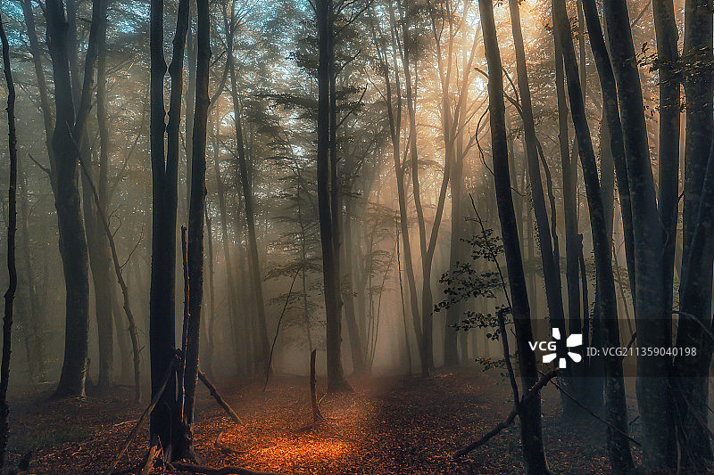 德国阿梅尔兰森林中的树木图片素材