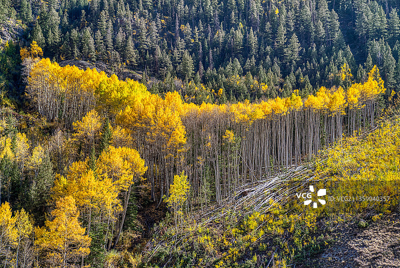秋季科罗拉多州森林风光图片素材
