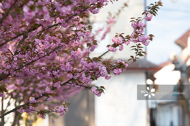 樱花树的低角度视图图片素材