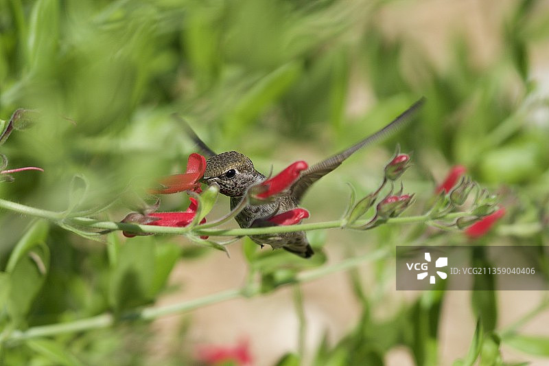 蜂鸟栖息在植物上的特写，Quarry Lakes，美国图片素材