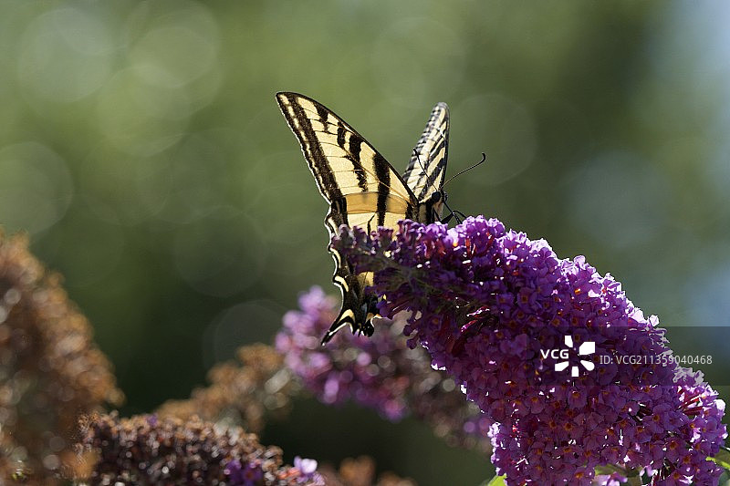 蝴蝶在紫色花朵上采蜜特写，美国采石场湖泊图片素材