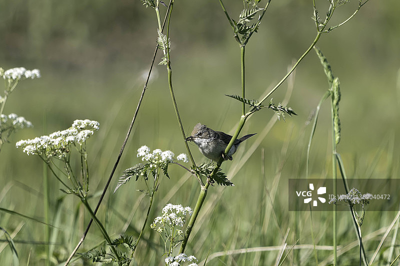 苇莺栖息在植物上的特写，英国东格林斯特德图片素材
