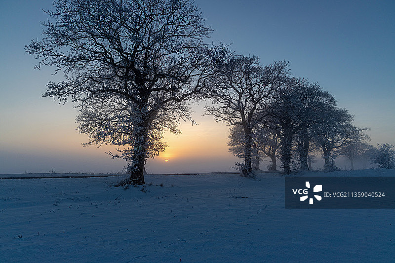德国阿默兰日落时分白雪覆盖的田野上的树木图片素材
