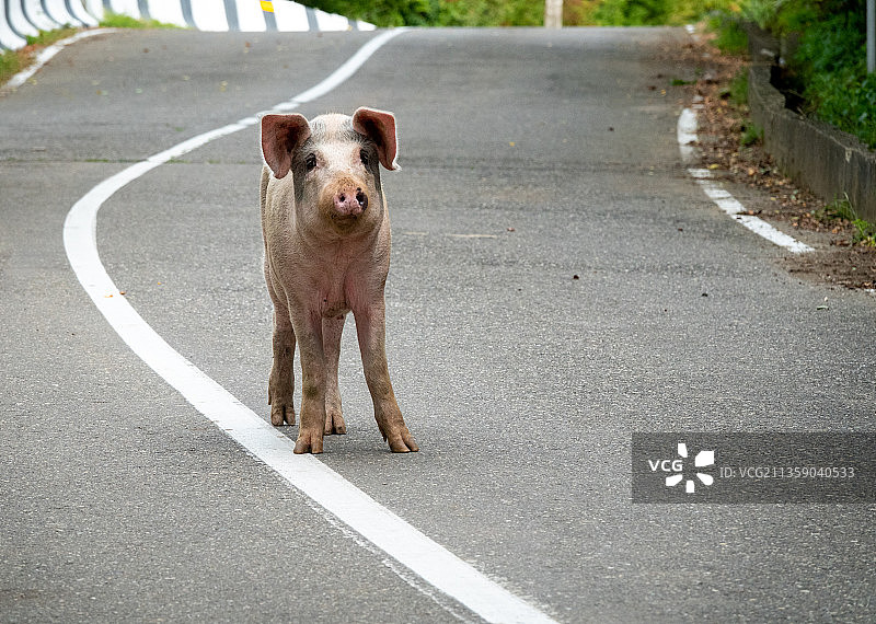 狗狗站在路上的肖像图片素材