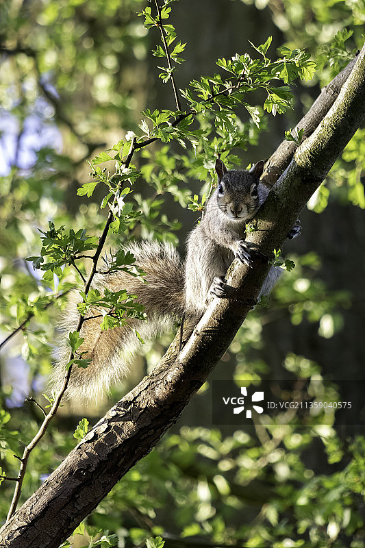仰视角度拍摄的灰松鼠在英国东格林斯泰德的树上图片素材