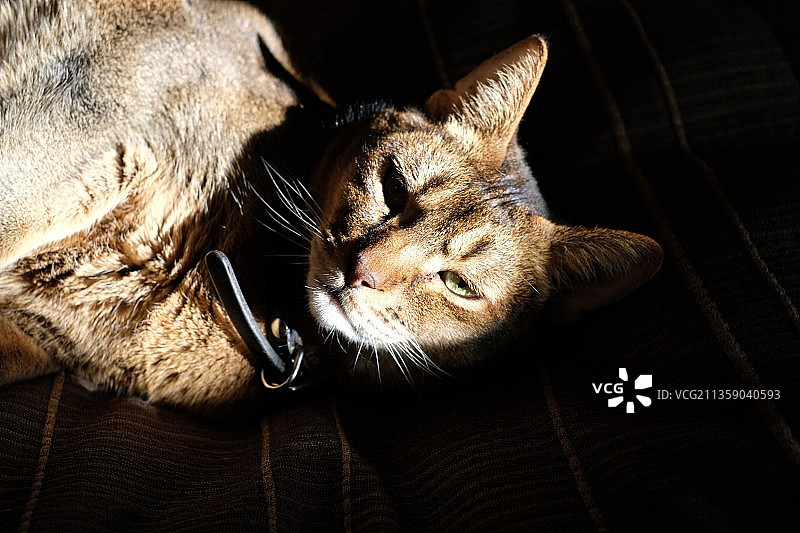 美国康涅狄格州达里恩，睡着的小猫特写图片素材
