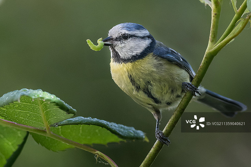 蓝山雀栖息在植物上的特写，法国萨克雷图片素材