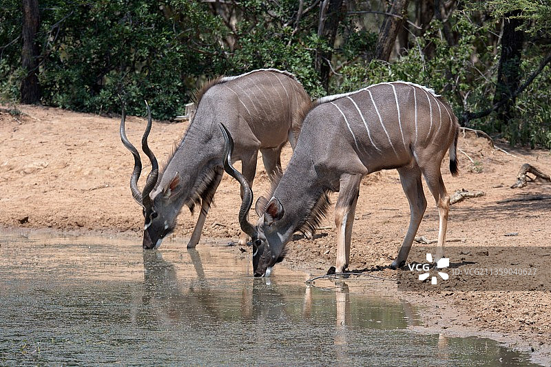 马拉凯勒国家公园的非洲大羚羊图片素材