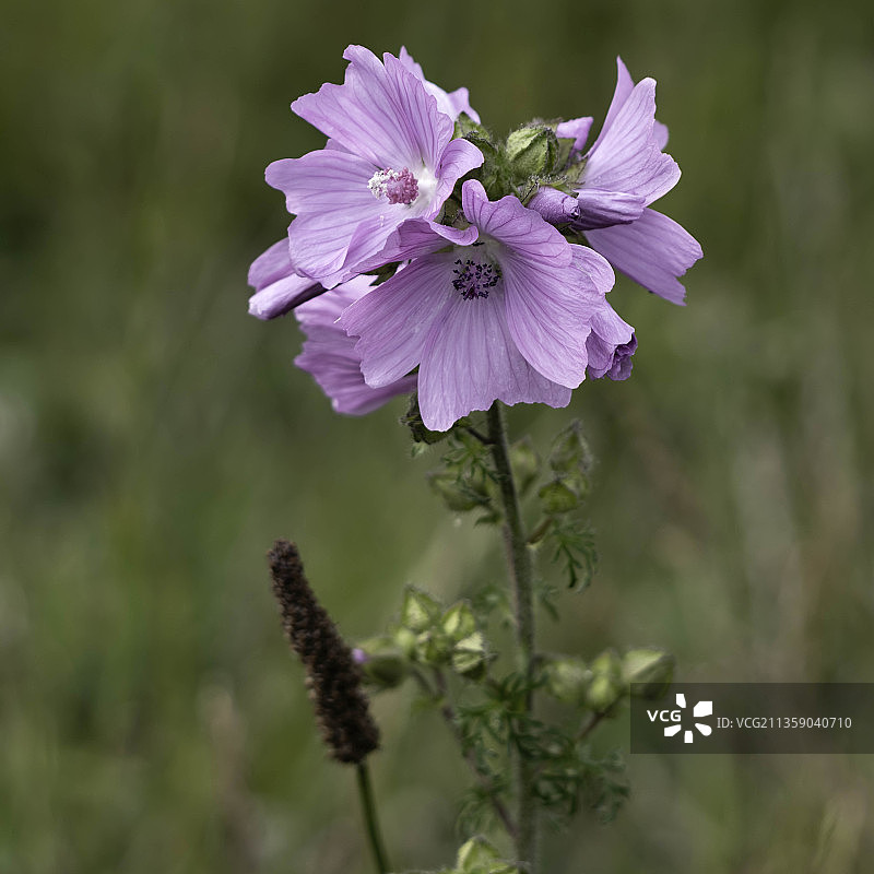紫色开花植物特写，东格林斯特德，英国图片素材