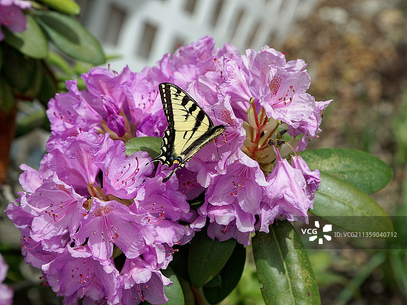 蝴蝶在紫色花朵上采蜜特写，美国新罕布什尔州康威图片素材