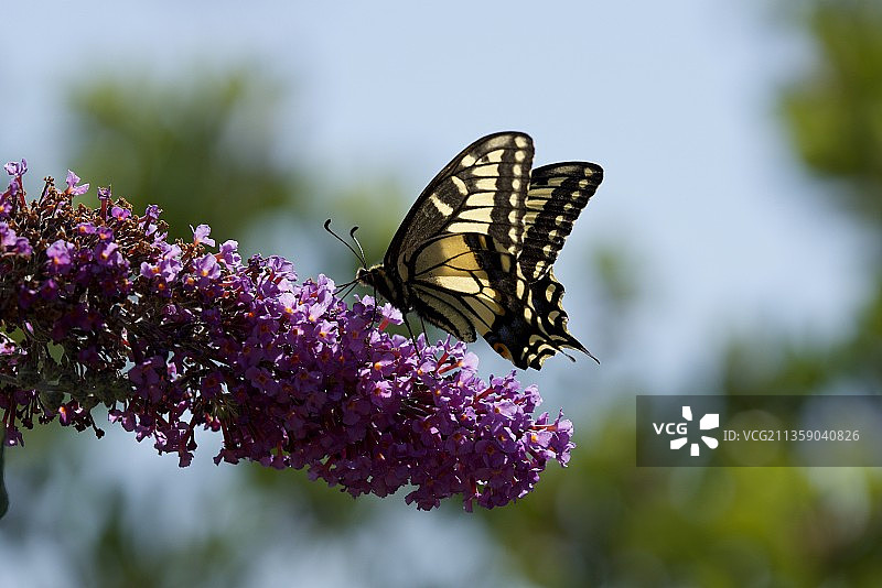 蝴蝶在紫色花朵上采蜜特写，美国采石场湖泊图片素材