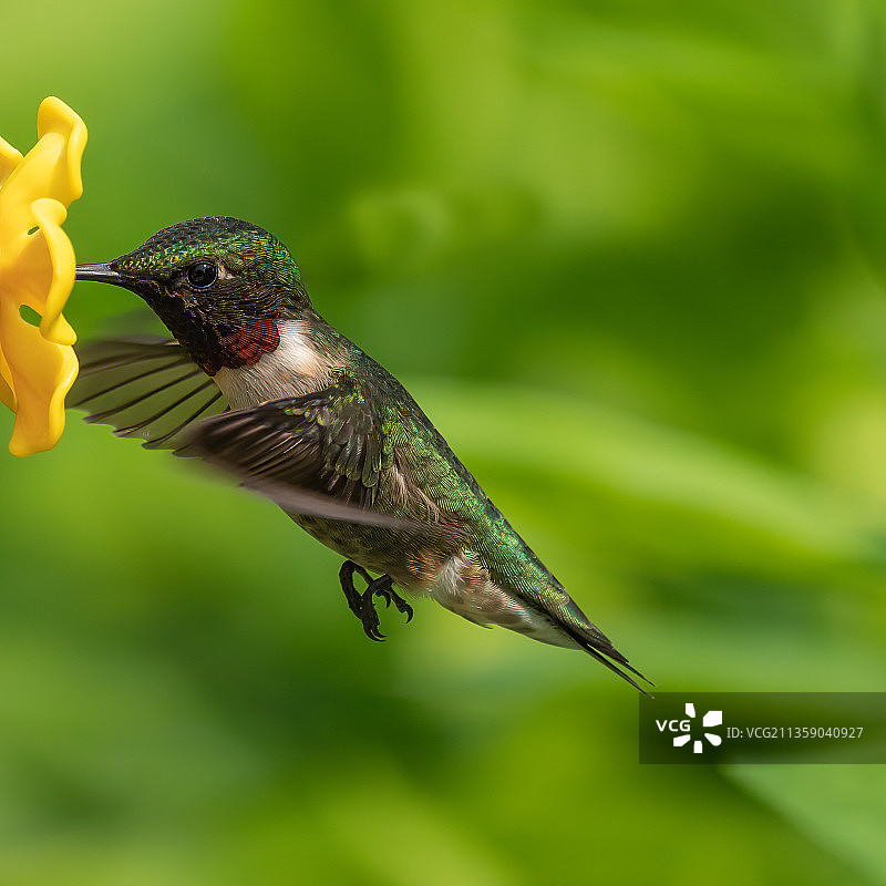 棕煌蜂鸟飞过植物的近距离照片图片素材