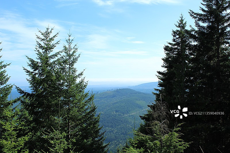 松树与天空相映的风景图片素材