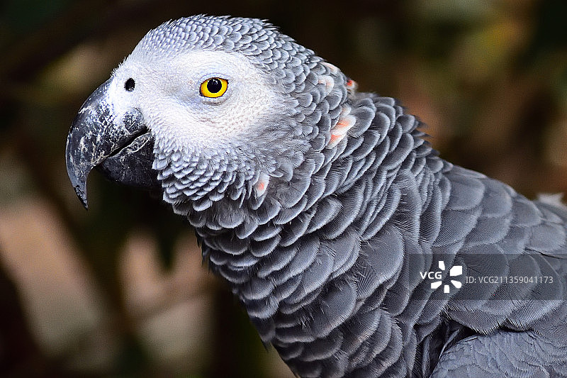 南非户外栖息的猫头鹰特写图片素材