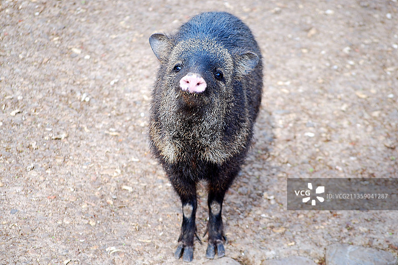 原猪站立在田野上俯视图图片素材