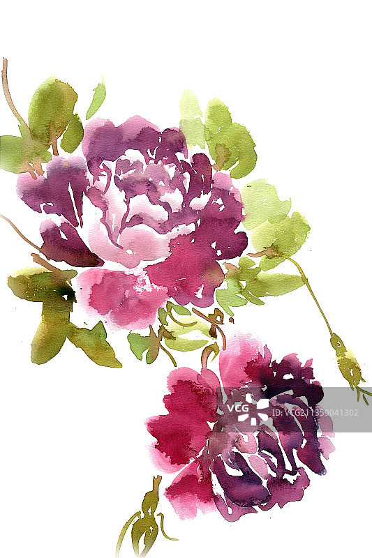 紫色的牡丹花图片素材