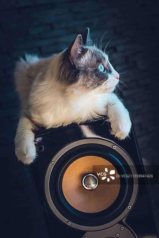 俯视角度拍摄的坐在桌子上的猫图片素材