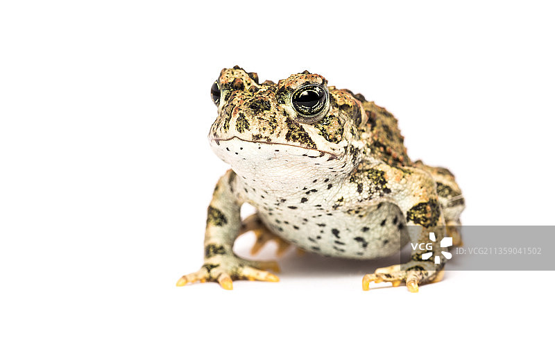 白色背景下的青蛙特写图片素材