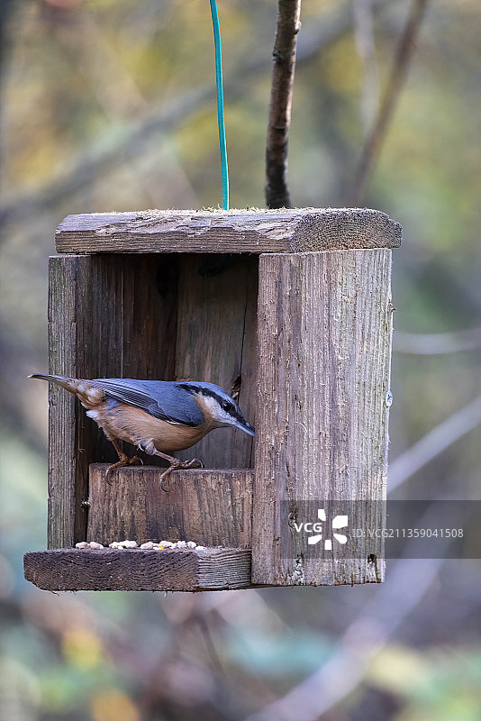 栖息在山雀屋上的山雀特写，英国东格林斯蒂德图片素材